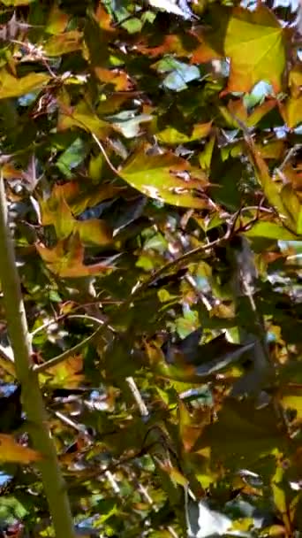 Los Árboles Vida Silvestre Primavera Verano Vegetación Deja Estanque Hermoso — Vídeo de stock