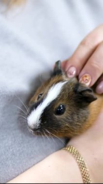 Kadın veterinerin elinde kobayla yakın çekim. Nazikçe okşar onu sakinleştirir.