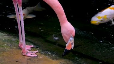 Amerikan Pembe Flamingo Phoenicopterus ruber Makro Head Tracking. Yüksek kalite 4k görüntü