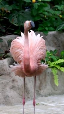 Amerikan Pembe Flamingo Phoenicopterus ruber Makro Head Tracking. Yüksek kalite 4k görüntü