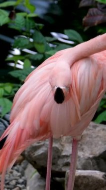 Amerikan Pembe Flamingo Phoenicopterus ruber Makro Head Tracking. Yüksek kalite 4k görüntü