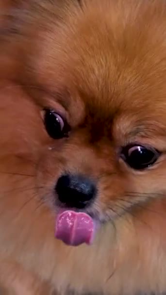 在特写中的狗一只可爱的石子狗看着摄像机 高质量的 — 图库视频影像