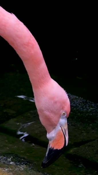 Amerikai Rózsaszín Flamingo Phoenicopterus Ruber Macro Head Tracking Kiváló Minőségű — Stock videók
