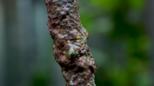 Mravenci Lezou Stromové Kůře Uzavřete Záběry Hmyzu Thajsko Ostrov Phuket — Stock video