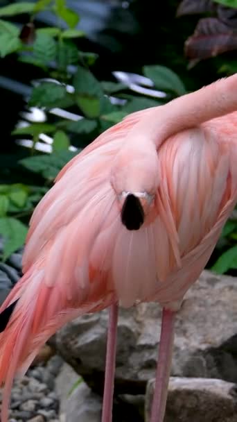 Американський Pink Flamingo Phoenicopterus Rubker Macro Head Tracking Високоякісні Кадри — стокове відео