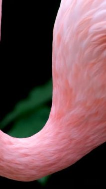 Amerikan Pembe Flamingo Phoenicopterus ruber Makro Head Tracking. Yüksek kalite 4k görüntü
