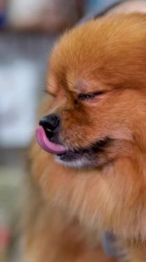 Chihuahua 'nın yaşlı köpeğini kapat. Uykulu, yorgun ve geçmişi bulanık bir şekilde otur. Yüksek kalite