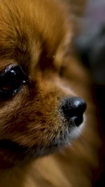 Chihuahua 'nın yaşlı köpeğini kapat. Uykulu, yorgun ve geçmişi bulanık bir şekilde otur. Yüksek kalite