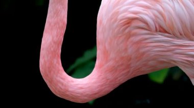 Amerikan Pembe Flamingo Phoenicopterus ruber Makro Head Tracking. Yüksek kalite 4k görüntü