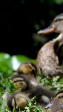 Yeni doğmuş şirin ördekleri olan vahşi bir anne ördek. Yüksek kaliteli FullHD görüntüler