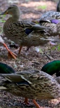 Hollanda ormanındaki Het Haagse Bos adlı bir göldeki bir grup ördeğin yüksek çözünürlüklü videosu. Vahşi yaşam, hayvan görüntüleri. İnsan yok, yatay video. Ördekler yaz otlaklarında ot yer.