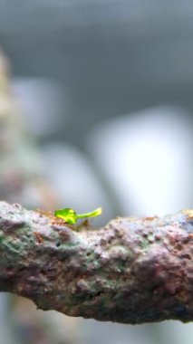 Ağaç kabuğunda sürünen karıncalar. Böceğin yakın çekim görüntüleri. Tayland, Phuket Adası. Kırmızı karıncaların ağaç gövdesinde yürürken çekilmiş bir vahşi yaşam videosu. Yüksek kalite