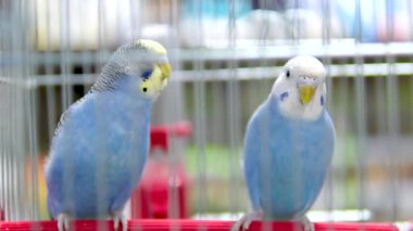 Kafesteki iki yakışıklı papağan gagalarıyla şakalaşarak birbirlerini gagalıyorlar. Kafesteki papağanlar keskin gagalarıyla birbirlerini ısırırlar. Evcil hayvan dükkanındaki neşeli parlak kuşlar. Yüksek kalite