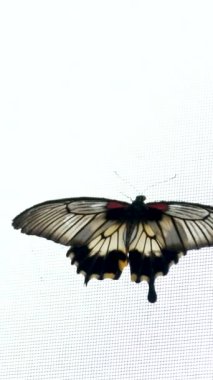 Beyaz gelinliğin üzerinde oturan tropik kelebek, yaklaş. Yüksek kaliteli FullHD görüntüler