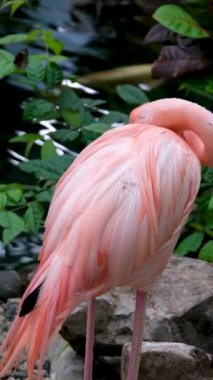 Amerikan Pembe Flamingo Phoenicopterus ruber Makro Head Tracking. Yüksek kalite 4k görüntü