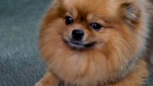 Zbliżyć Chihuahua Stary Starszy Pies Siedzieć Senny Zmęczony Twarz Rozmytym — Wideo stockowe