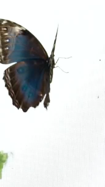 Victoria Kelebeği Bahçeleri Mavi Morpho Kelebeği Yerde Çırpınıyor Alt Üst — Stok video