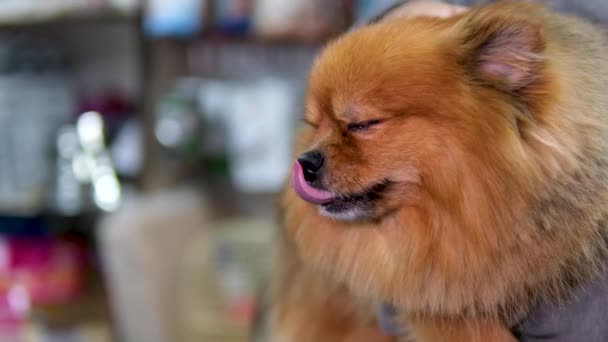 Tienda Mascotas Tiene Una Venta Alimentos Ropa Para Tus Mascotas — Vídeos de Stock
