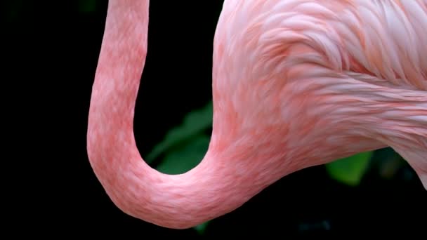 American Pink Flamingo Phoenicopterus Ruber Macro Παρακολούθηση Κεφαλής Υψηλής Ποιότητας — Αρχείο Βίντεο