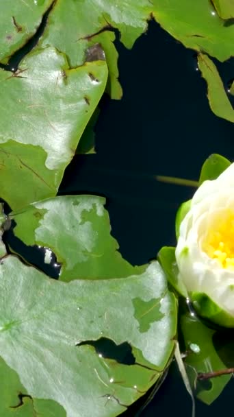 Lotuslar Dalgaların Hareketi Sudaki Çiçeklerin Dalgalanması Yüksek Kalite Görüntü — Stok video