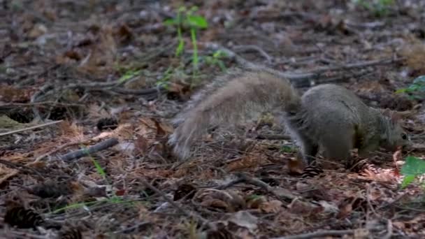 바닥의 반죽에 음식에 다람쥐 고품질 — 비디오