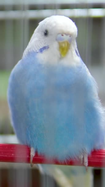 Blue White Parakeet Looks Camera Turns Away Eyes Squinting Footage — Stock Video