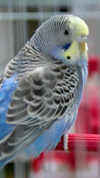 Budgie Perch Pecks Piece Apple Blue Parrot Eats Fruit Light — Stock Video