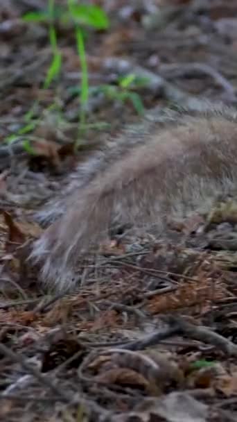 바닥의 반죽에 음식에 다람쥐 고품질 — 비디오