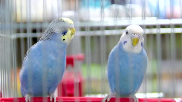 Two Handsome Parrots Cage Playfully Peck Each Other Beaks Caged — Stock Video