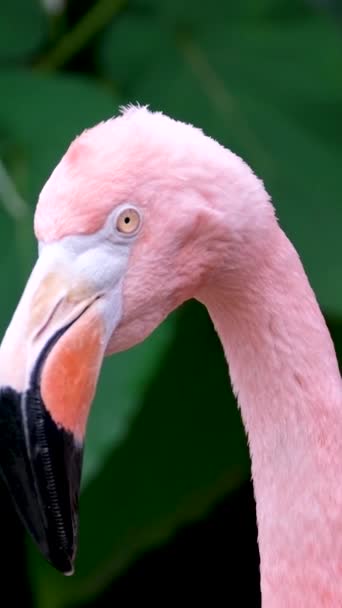 American Pink Flamingo Phoenicopterus Ruber Macro Head Tracking Imágenes Alta — Vídeos de Stock