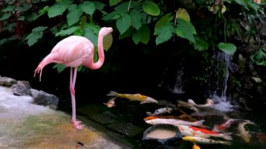 Amerikan Pembe Flamingo Phoenicopterus ruber Makro Head Tracking. Yüksek kalite 4k görüntü