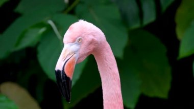 Amerikan Pembe Flamingo Phoenicopterus ruber Makro Head Tracking. Yüksek kalite 4k görüntü