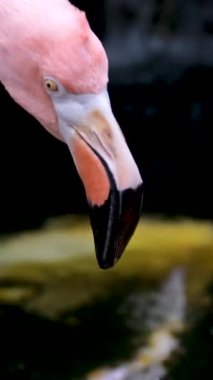 Amerikan Pembe Flamingo Phoenicopterus ruber Makro Head Tracking. Yüksek kalite 4k görüntü