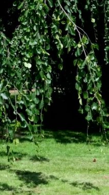 Baharda ve yazın yeşillikte vahşi yaşam ağaçları Beacon Hill Parkı 'nda Victoria Kanada' da güzel bir hava yürüyüşü yapar. Yüksek kalite 4k görüntü