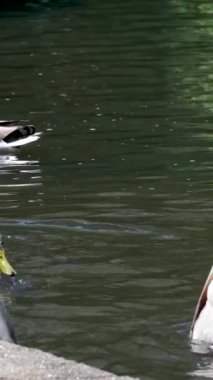 Yaban ördeği gölette yüzüyor. Gölde ördekler olan doğa geçmişi. Yüksek kalite 4k görüntü