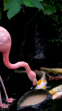 Amerikan Pembe Flamingo Phoenicopterus ruber Makro Head Tracking. Yüksek kalite 4k görüntü