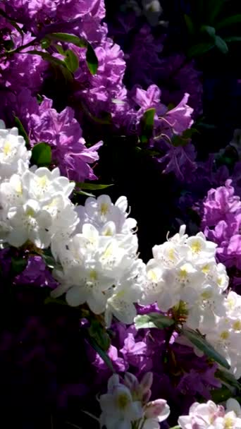 Pembe Rhododendron Rüzgârda Savruluyor Yaz Zamanı Yüksek Kalite Görüntü — Stok video