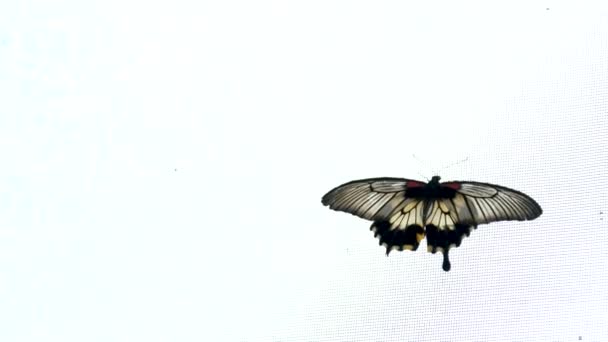 Victoria Butterfly Gardens Tropikalny Motyl Siedzący Białej Sukni Ślubnej Zbliżenie — Wideo stockowe