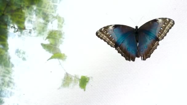 Вікторія Метелики Сади Блакитна Морфо Метелик Землі Мерехтить Навколо Зверху — стокове відео