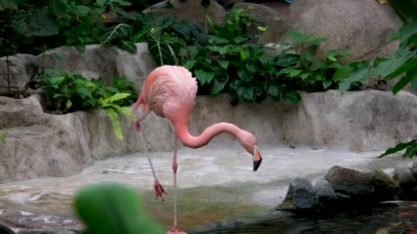 American Pink Flamingo Phoenicopterus Ruber Macro Hoofd Tracking Hoge Kwaliteit — Stockvideo