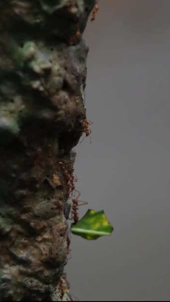 Ağaç Kabuğunda Sürünen Karıncalar Böceğin Yakın Çekim Görüntüleri Tayland Phuket — Stok video