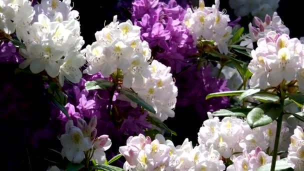 Rhododendron Rose Soufflant Dans Vent Heure Été Images Haute Qualité — Video