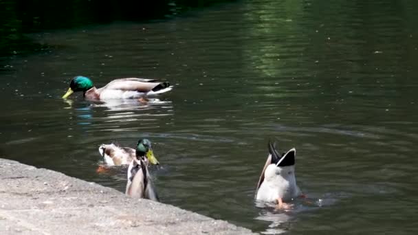 Canard Sauvage Nager Dans Étang Fond Naturel Avec Des Canards — Video