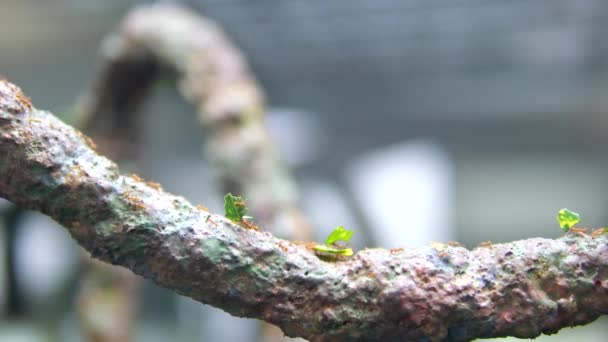 Mrówki Czołgające Się Krze Drzewa Zamknijcie Nagrania Owadów Tajlandia Wyspa — Wideo stockowe