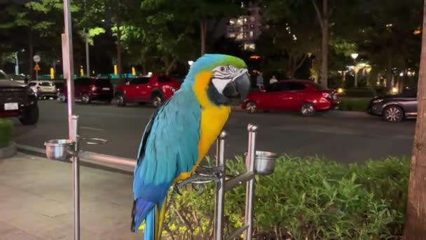 Big Blue Macaw Blue Gold Macaws Couple Tropical Exotic Birds — Stock Video