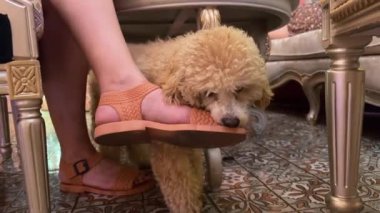 Genç bir kaniş köpeği dişlerini gıcırdatıyor bir insanın elini ısırıyor genç bir hayvanı kemiriyor. Yüksek kalite 4K görüntü veteriner diş ağrısı.