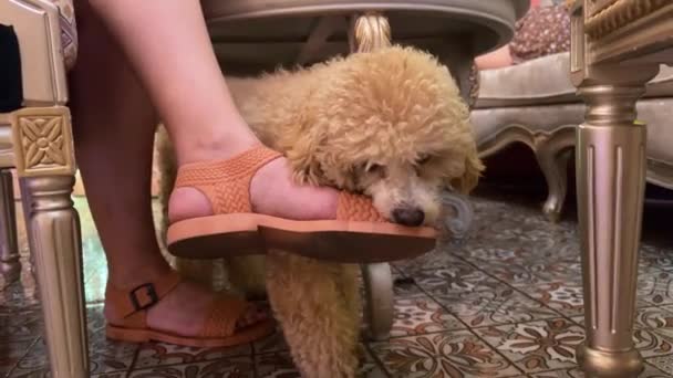 Young Poodle Dog Teething Scratching Teeth Biting Persons Hand Leg — Stock Video