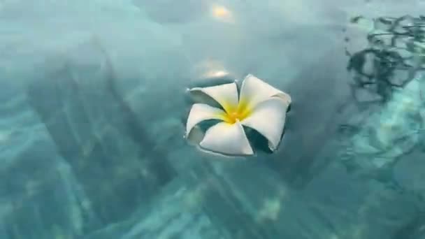 Close Branco Frangipani Flor Plumeria Flutuando Sobre Superfície Água Azul — Vídeo de Stock