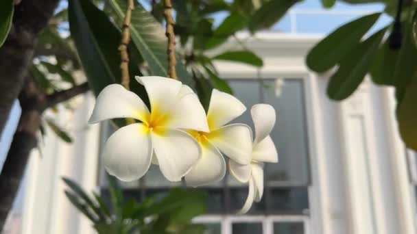 フランジパニの熱帯花 プルメリアは青空で晴れた日に新鮮な花を咲かせます 高品質の4K映像 — ストック動画