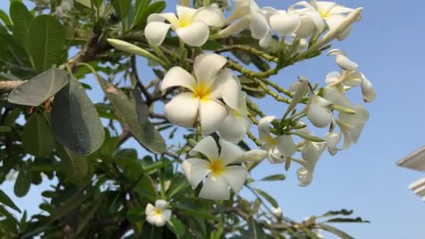 Τροπικά Λουλούδια Frangipani Λουλούδια Plumeria Φρέσκα Ηλιόλουστη Μέρα Μπλε Ουρανό — Αρχείο Βίντεο